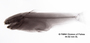 Hemicetopsis macilentus FMNH 53260 holo lat x